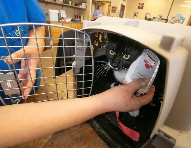 Pet transport