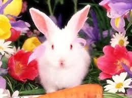 pin by maria ines pinardi on animals bunny rabbit rabbit animals