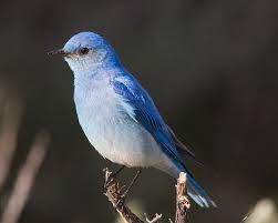Which of the following i the state bird, flower, and tree of idaho. Nevada State Bird Mountain Bluebird