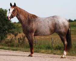 Bay, brown, black and chestnut. The Roan Quarter Horse Color Aqha