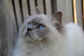 Technically, this coat color is a dilution of the black coat gene. 11 Blue Eyed Cat Breeds You Won T Be Able To Resist I Discerning Cat