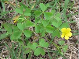 Image result for Oxalis oligotricha
