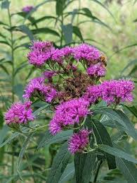 Image result for Vernonia smithiana