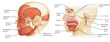 Easy Notes On Facial Nerve Learn In Just 4 Minutes