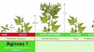On laisse macérer 2 semaines, on filtre, on presse. Ales Mene Campagne Contre L Ambroisie Une Plante Responsable D Allergies Severes