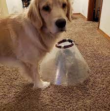 Follow @bullymake for more hilarious dogs. Create Meme Dog Golden Retriever Funny Haircut Homemade Dog Retriever Pictures Meme Arsenal Com