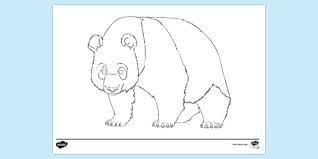 91 25 panda bamboo bear. Free Panda Bear Colouring Page Colouring Sheets