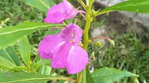 Marigold di indonesia lebih akrab dengan sebutan kenikir. Bunga Tahi Ayam Putih Dan Pink Steemkr