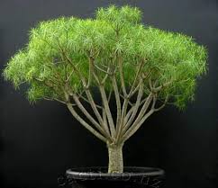Image result for Euphorbia jubata