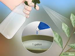 Does sevin kill on contact? How To Get Rid Of The Whitefly 14 Steps With Pictures Wikihow