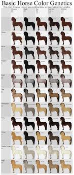 Basic Horse Color Genetics Chart By Wouv Hippology 4h