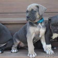 Litter Of 7 Cane Corso Puppies For Sale In Gap Pa Adn 30185 On Puppyfinder Com Gender Male S And Female S Cane Corso Puppies For Sale Cane Corso Puppies