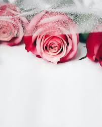 احلى صور ورود و صور زهور 2019 Best Photo Rose Flower