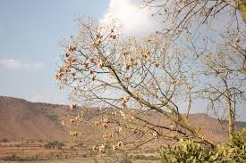 Image result for Hildegardia