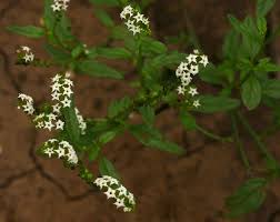 Image result for Heliotropium ciliatum