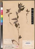 Image result for Pouzolzia guineensis