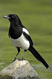 Prefers to walk rather than fly. Pin On Magpie Research