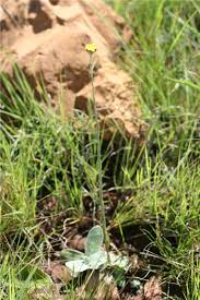 Image result for Helichrysum cephaloideum