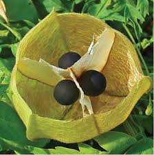 Image result for Cardiospermum grandiflorum