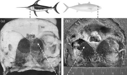 Anatomical cross-section highlighting the swordfish's brain heater organ, do AI tạo