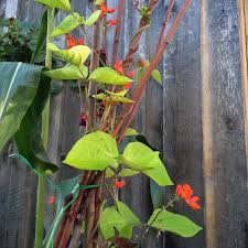 Image result for Phaseolus coccineus