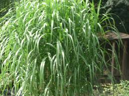 Damit der schilf optimal wächst, sollte man ihn jedes jahr schneiden. Pin Auf Allerlei Fotos