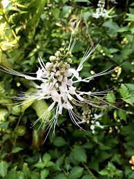 This is a great product to have and it is just great. Misai Kucing Cat S Whiskers Free Photo On Pixabay