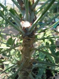 Image result for Cussonia spicata