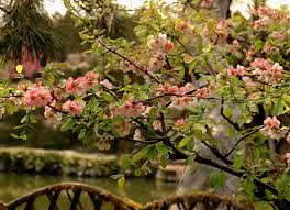 Image result for Kotschya speciosa