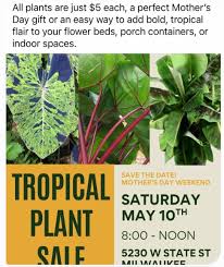 Image result for Pavetta gerstneri