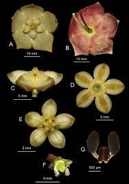Hoya Juhoneweana Subsp Lindforsiana Simonsson Rodda A Flower From Download Scientific Diagram