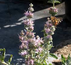 Image result for Salvia stenophylla