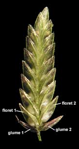 Image result for Eragrostis ciliaris