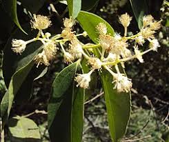 Image result for Scolopia rhamniphylla