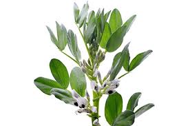 La radice è fittonante e per questo adatta ai terreni più difficili. Favino Piante Estensive Plantgest