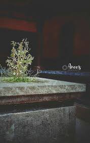 Pin By Meghamalhar On Traditions Kerala Traditional Style Nostalgia