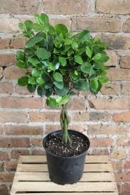 Image result for Ficus demeusei