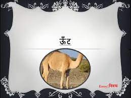 10 lines on mela in hindi. Hindi Essay On Camel à¤Š à¤Ÿ à¤ªà¤° à¤¨ à¤¬ à¤§ Youtube