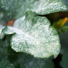 It can't infect humans and won't hurt you if you touch it. Powdery Mildew On Trees Symptoms Prevention And Treatment