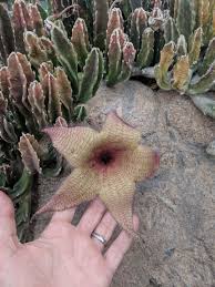 How about the many species of pitcher plant which lure unsuspecting insects into the cup there is a sort of cactus that has a blossom that smells like rotting meat, im not sure what good it is though Visiting The U S Botanic Garden Finegardening