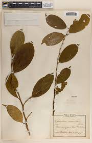 Image result for Leptaulus