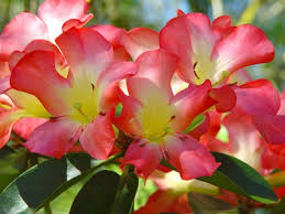 Calavar Fragrant Vireya Tropical Rhododendron The California Chapter Of The American Rhododendron Society Http Www Calchap Rhododendron Pink Petals Azaleas