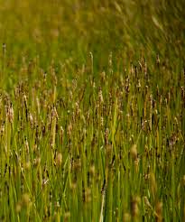 Image result for Eleocharis naumanniana