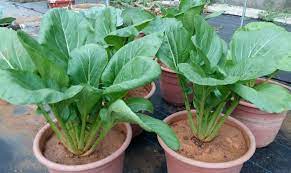 Sawi merupakan keluarga dari tanaman marga brassica artinya bagian tanaman sawi yang digunakan sebagai bahan pangan yaitu daun dan bunganya, baik dikonsumsi dalam keadaan mentah maupun sudah diolah. Tanaman Sawi Dalam Pasu Sahabat Kebun Anda