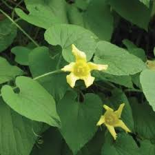 Image result for Cyclantheropsis parviflora