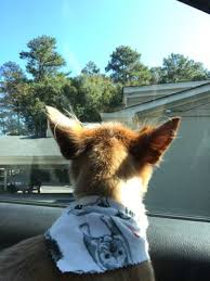 You won't worry a single minute that you are gone. Five Star Dog Resort 12870 Arnold Mill Rd Alpharetta Ga Pet Training Mapquest