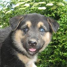 Der siberian husky wird im schnitt 12 14 jahre alt. Schaferhund Husky Mix Nerfertiti Welpe N Zuhause Gefunden Tierhilfe Odena Happy Ends Archiv Von Zergportal De