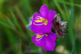 Image result for Antherotoma