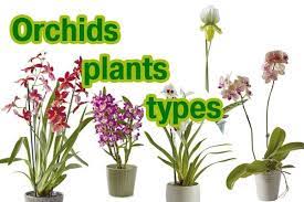 Pin On Plants