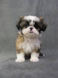 Kusa registered, microchipped, vaccinated and vet checked. Pin On Teacup Pomeranian